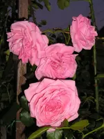 Rosen 1.webp