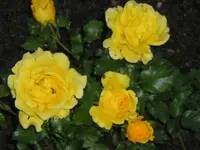 Rosen 9.webp