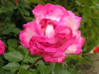 Rosen 10.webp