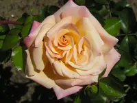 Rosen 8.webp