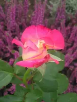 Rosen 4.webp