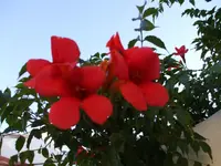 DSCF0110.webp
