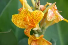 DSC_2117.webp