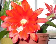 Blüten für die Seele sammeln.webp