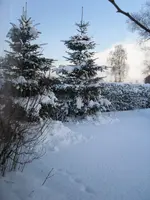 Tannen in Königsbargen - 2009.webp