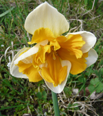 P1030436.webp