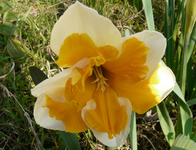 P1030445.webp