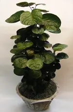 fondieplant.webp