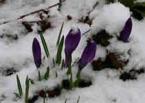 PICT0037 (2).webp