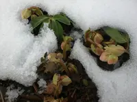 Garten Febr.2010 001.webp