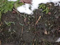 Garten Febr.2010 003.webp