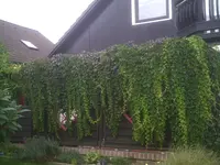 PIC00412.webp