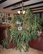 Ficus.webp