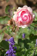 DSC_2609.webp