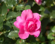 DSC_2610.webp