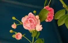DSC_2611.webp
