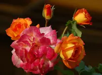 DSC_2696.webp