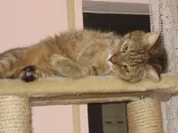 Katzen 001.webp