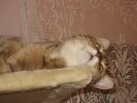 Katzen 002.webp