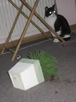 Katzen.webp