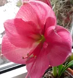 Amaryllis am 05.02.2010.webp