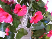 900_Alu Uebertopf.webp