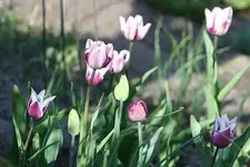 lila_weisse Tulpen4.webp