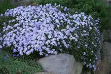 Polster-Phlox1.webp