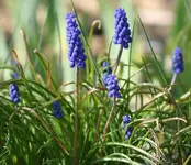 Winterlinge.webp