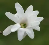 Sternmagnolie_2.webp