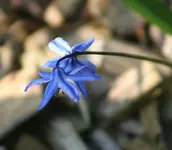 Sternblümchen.webp