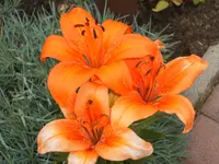 Garten 20.6.09 033.webp