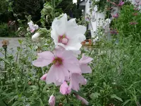Malve2.webp