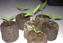 paprika.webp