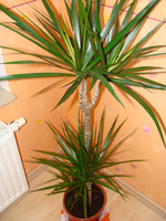 image1004.webp