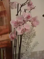 Orchidee 06.02.10.webp