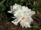 14274.webp
