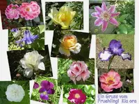 bunte Blumen.webp