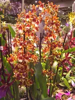 CIMG5246.webp