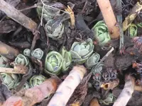 Februar 2010 007.webp