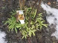 Februar 2010 009.webp