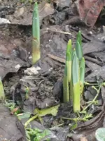 Februar 2010 010.webp
