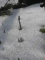 Februar 2010 014.webp