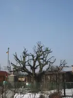Februar 2010 016.webp