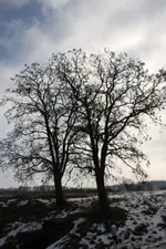 Akazien am Dorfeingang.webp