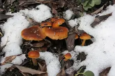 Pilze.webp