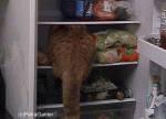kit3.gif