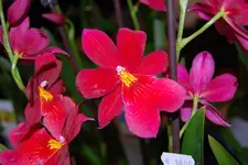 DSC_0053.webp