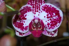 DSC_0054.webp