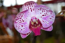 DSC_0056.webp